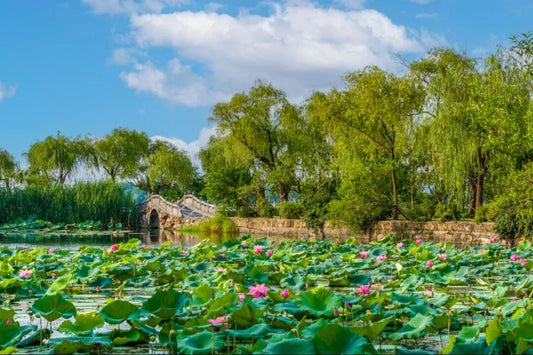 Liyuan Park Through the Seasons: A Garden on Lihu Lake