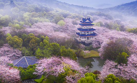 Aerial view of a pavilion surrounded by cherry blossoms at Yuantouzhu