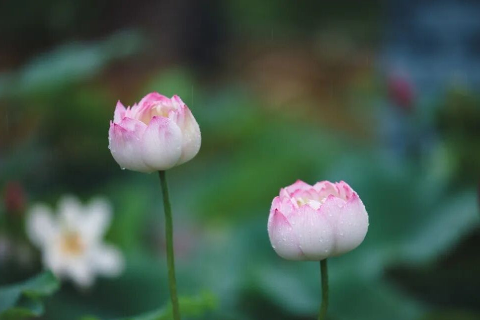 Two pink lotus buds rising above green leaves at Liyuan Park