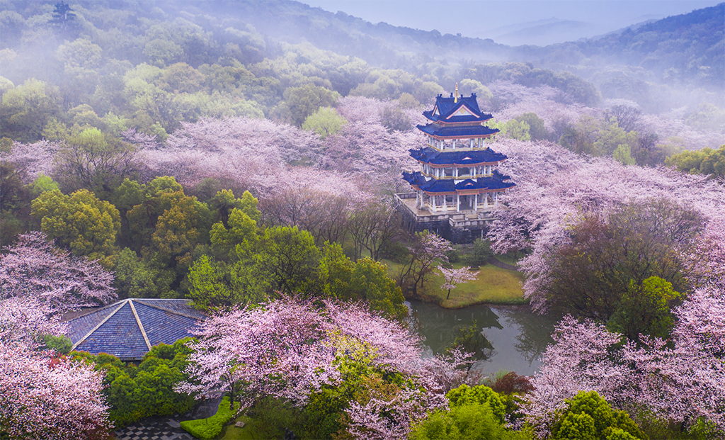 Aerial view of a pavilion surrounded by cherry blossoms at Yuantouzhu